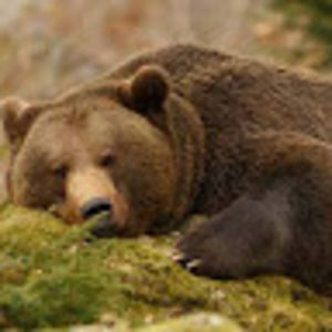 Meet your Posher, Ami